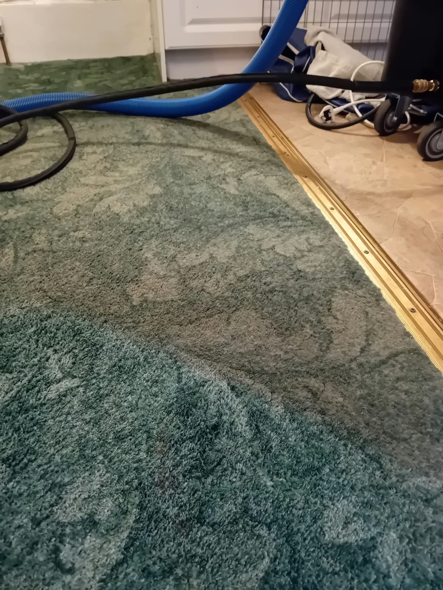 Green wool rug being cleaned by extraction, showing the cleaned half restored against the soiled half
