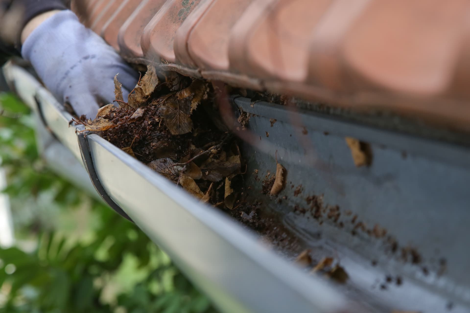 Blocked roof gutter packed with leaves and silt being cleared out by hand